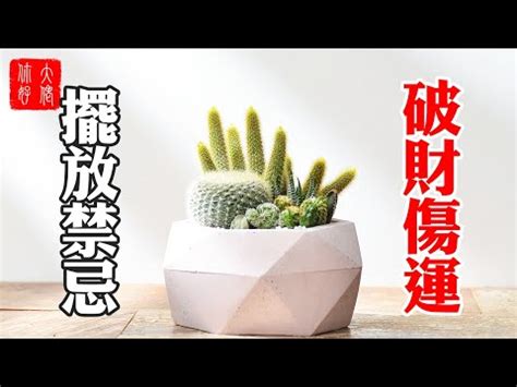 仙人掌 辦公桌|辦公室仙人掌擺放指南：破解防小人迷思，打造職場好運